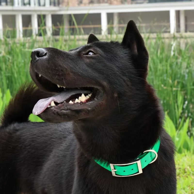 2.5cm Wide Heavy Duty TPU Dog  - Outdoor Hunting Dogs review and price
